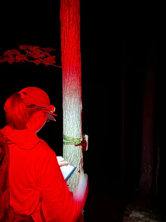 nightjar survey.jpg