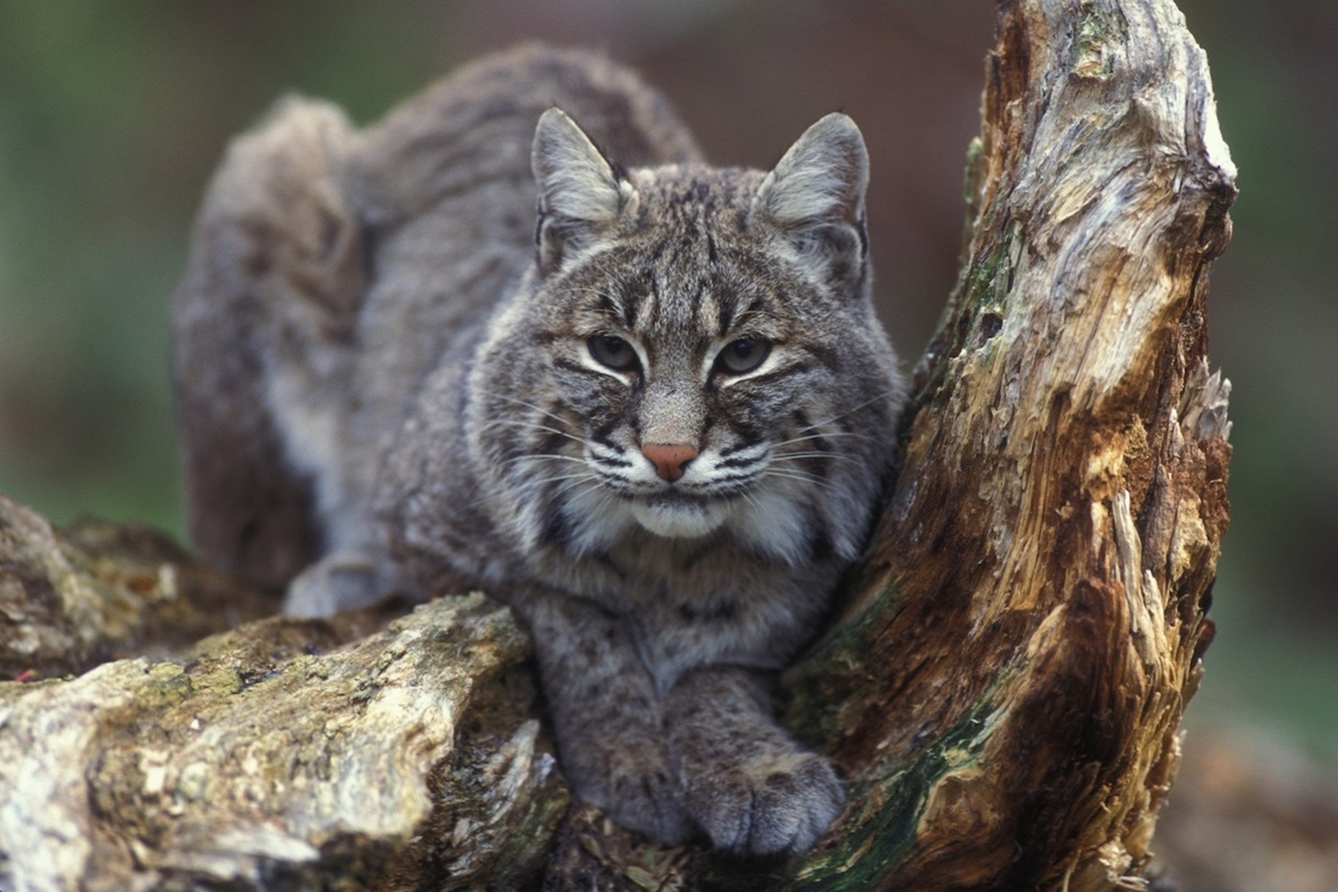 Bobcat Population And Distribution In Illinois