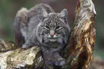 North-Central Illinois Bobcat Population Ecology