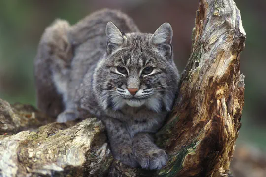 North-Central Illinois Bobcat Population Ecology