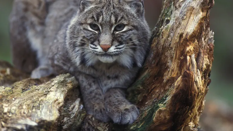 North-Central Illinois Bobcat Population Ecology