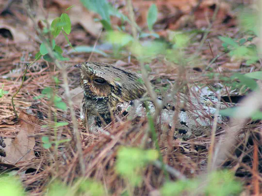 Nightjar Distribution and Abundance in Southern Illinois