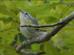 Southern Illinois Bird Monitoring Program