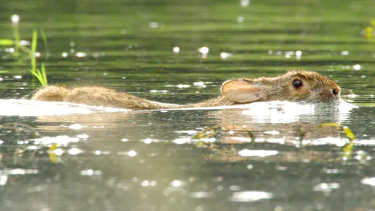 Missouri Swamp Rabbit Distribution