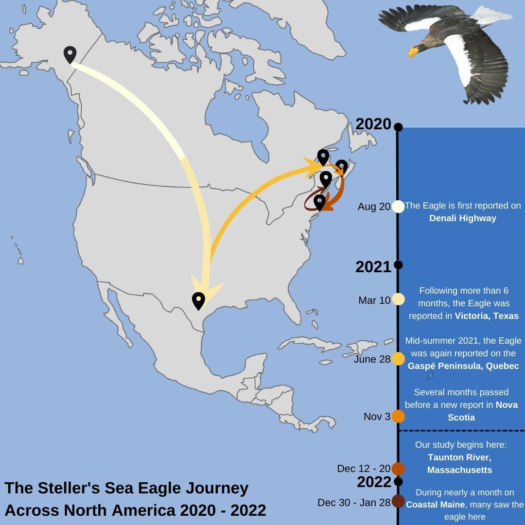 The Steller's Sea-Eagle in North America: An economic assessment of